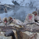 Image for article titled Meet the Wildlife Inadvertently Captured By Google's Street View Cameras